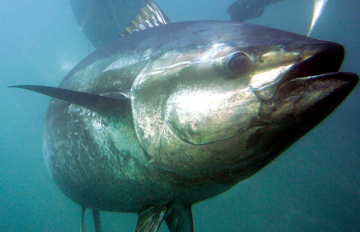 Whale Threats Led to Warm-Blooded Fish Evolution Study Finds