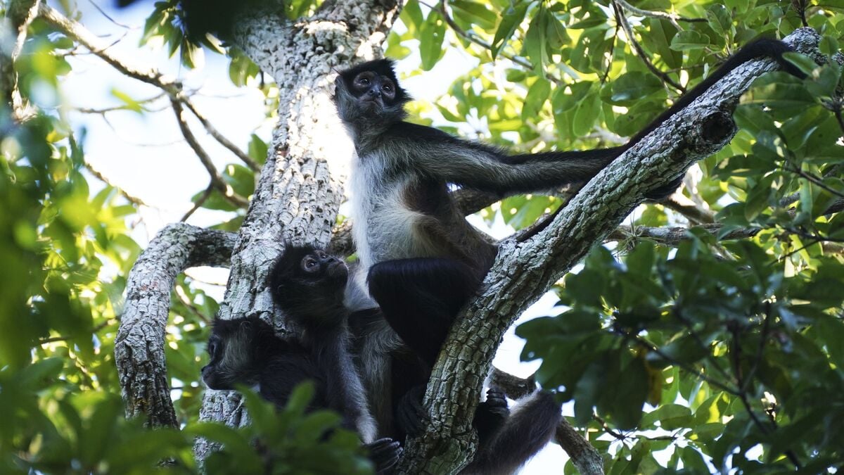 UN Biodiversity Summit Faces Pressure to Speed Up Progress on 2030 Nature Goals