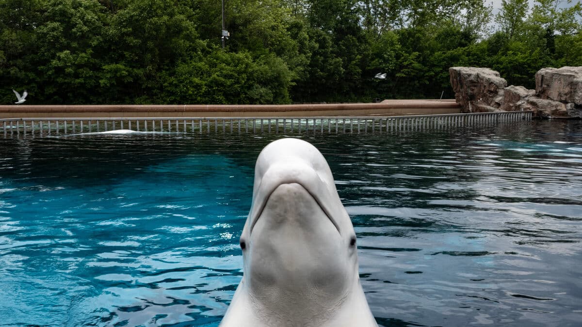 Zoo Seeks Funds to Save Beluga Whales from Euthanasia