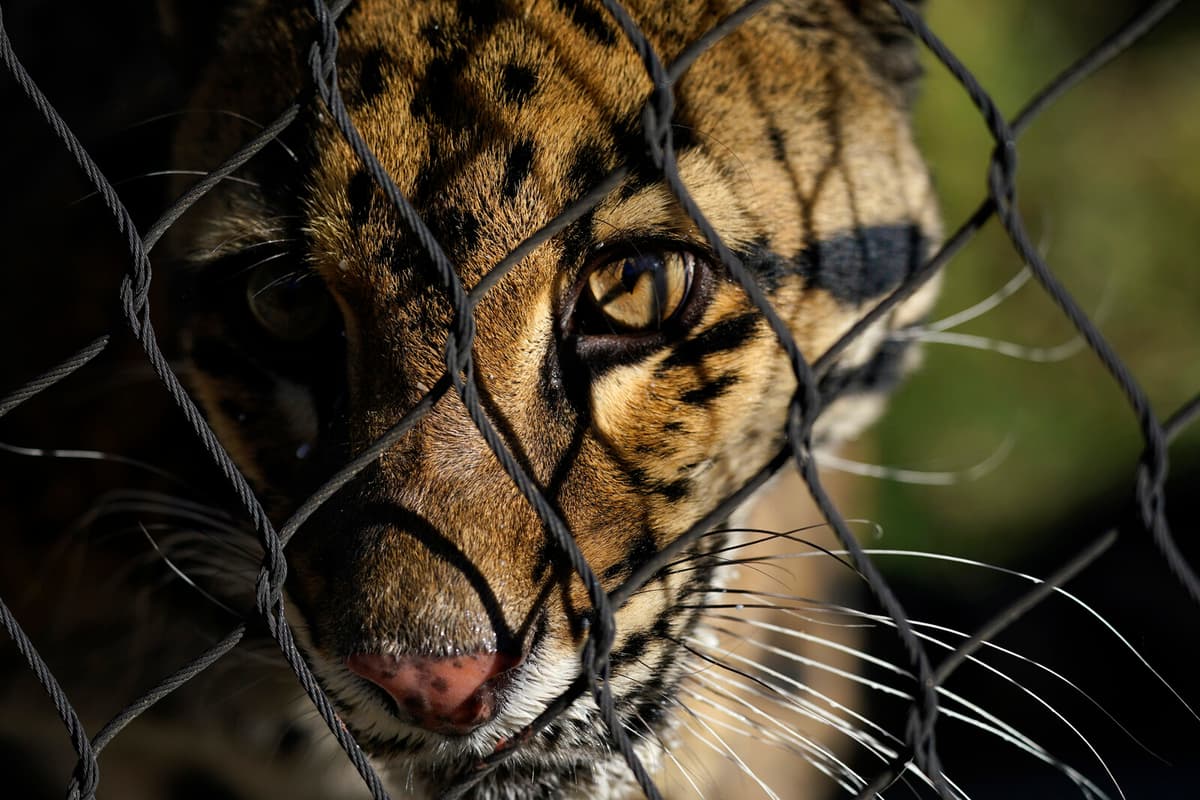 Mallorca Couple Arrested for Selling Exotic Cats and Hyenas Online