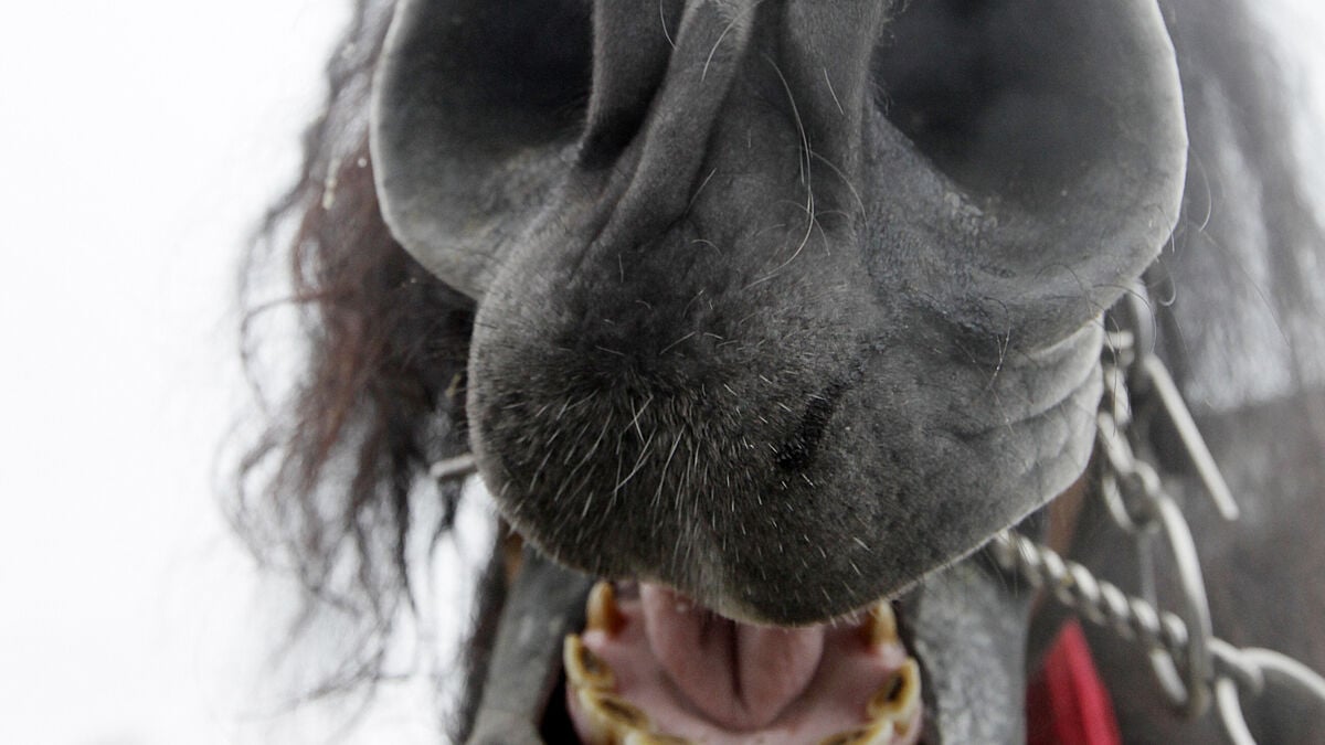 Europol uncovers horse smuggling ring that may have put meat on dinner plates