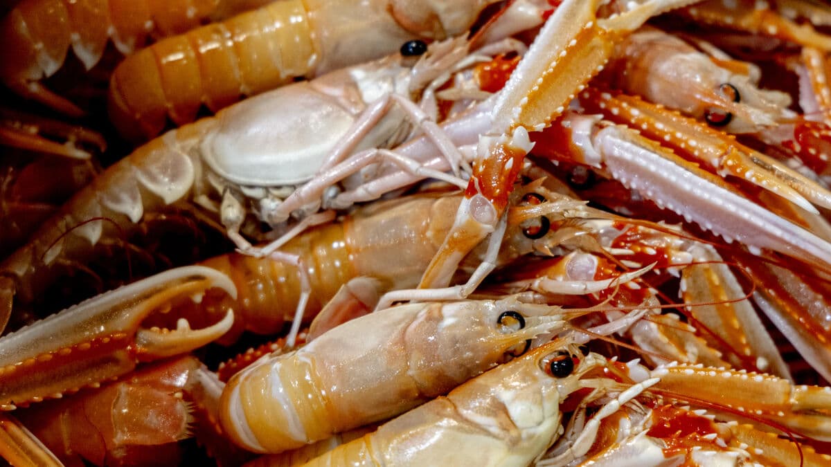 Common painkillers work on lobsters, study shows