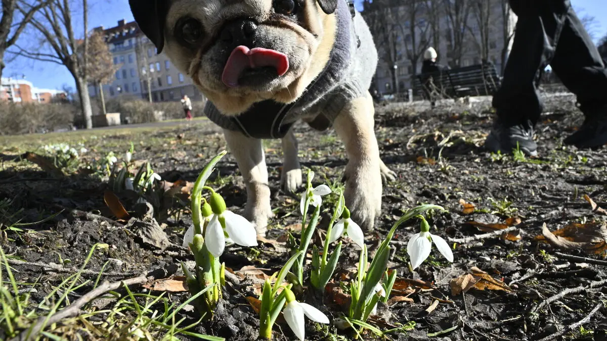 Swedish spring is arriving earlier - where it's most noticeable