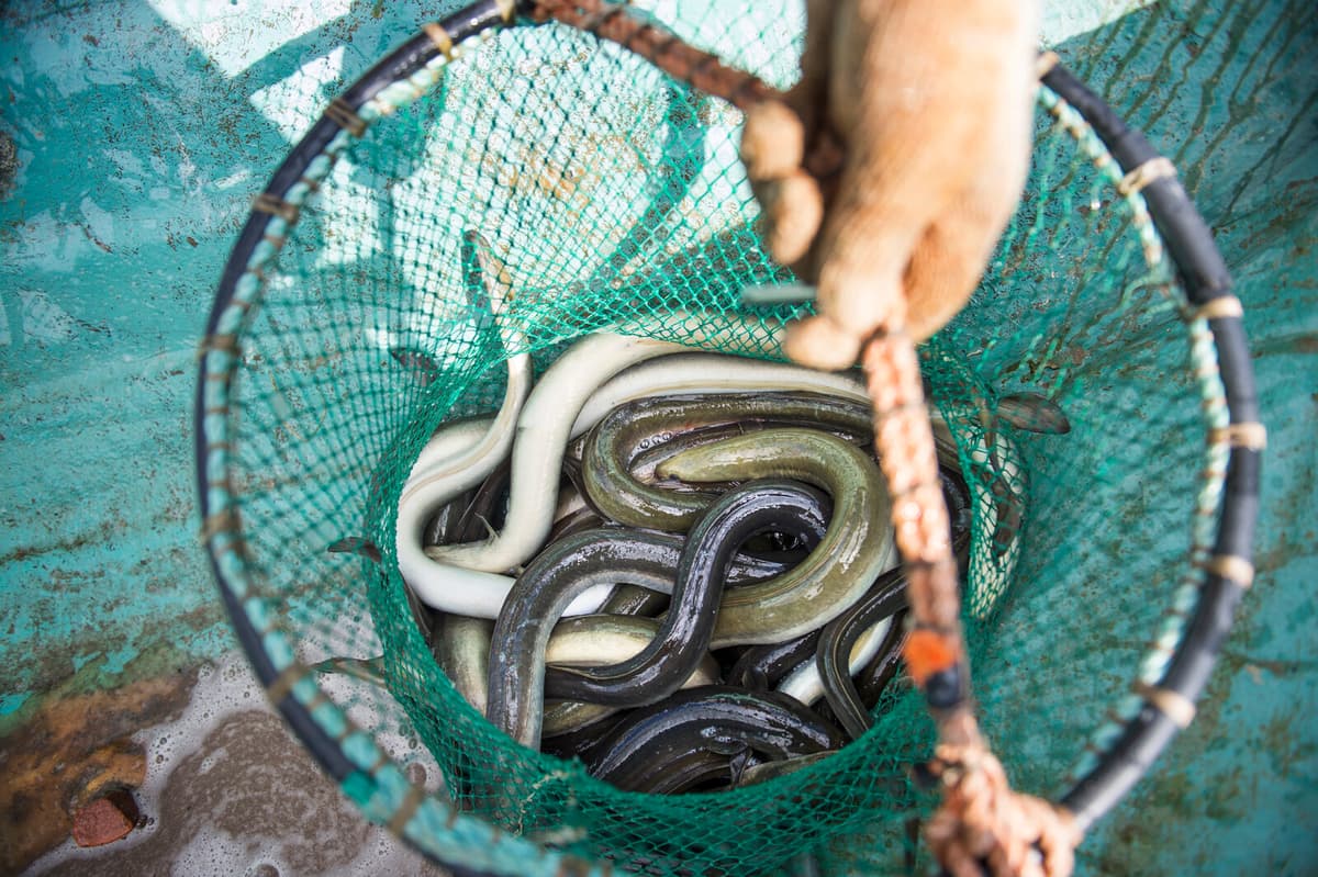 550 Eels Seized in Blekinge Amid Poaching Investigations