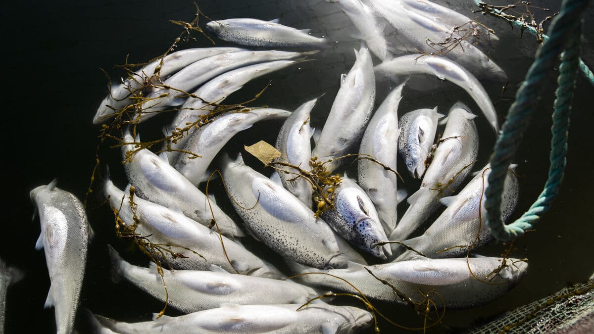 Norwegian salmon deaths raise criticism