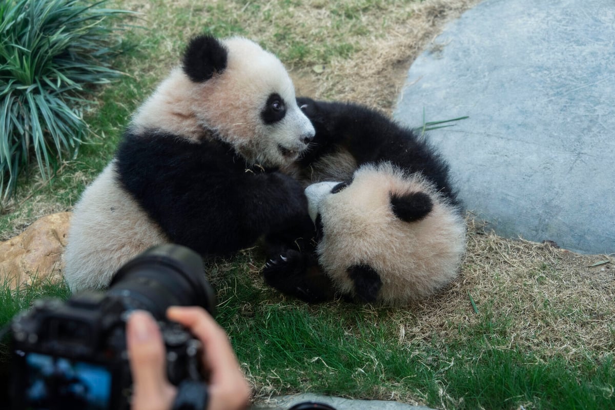 Panda fever in Hong Kong: What will the twins be named?