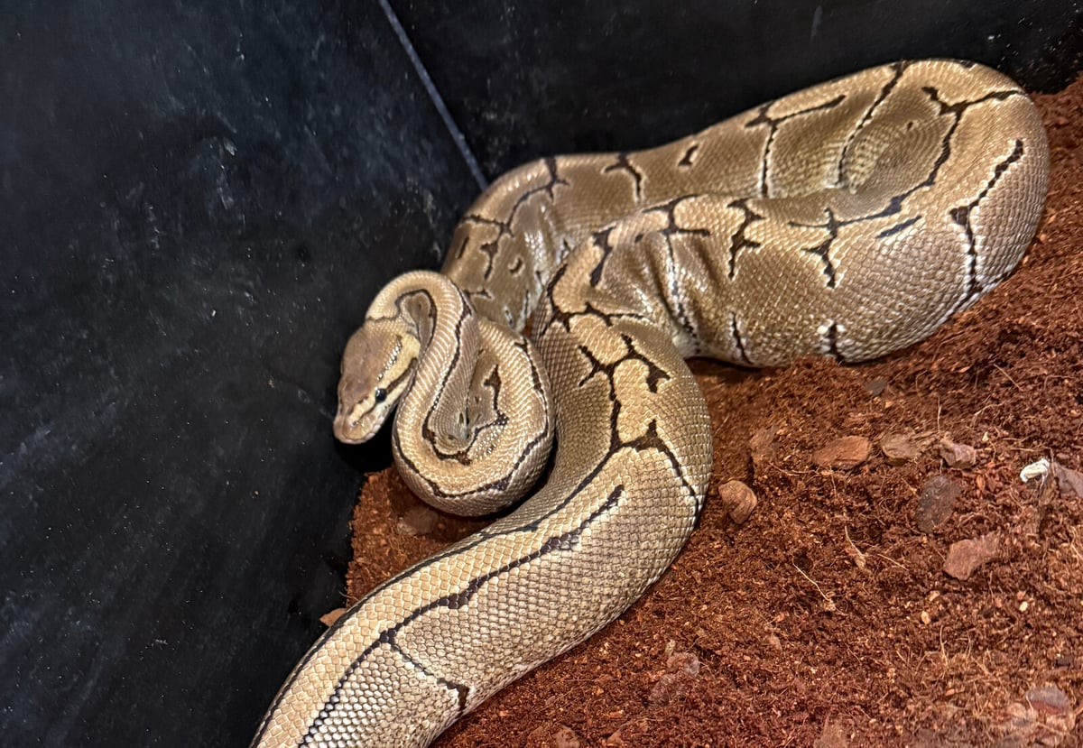 Multiple Pythons Found in Varberg Likely Released by Owner