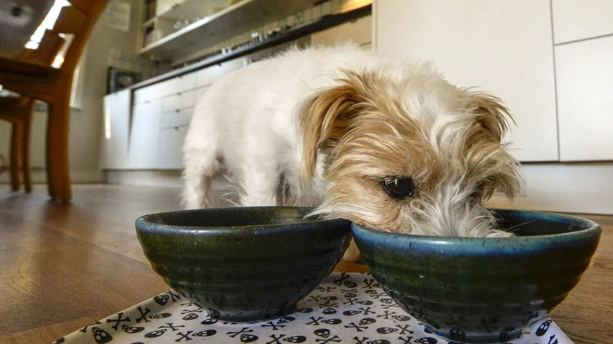 Dog food stopped – toxic potatoes