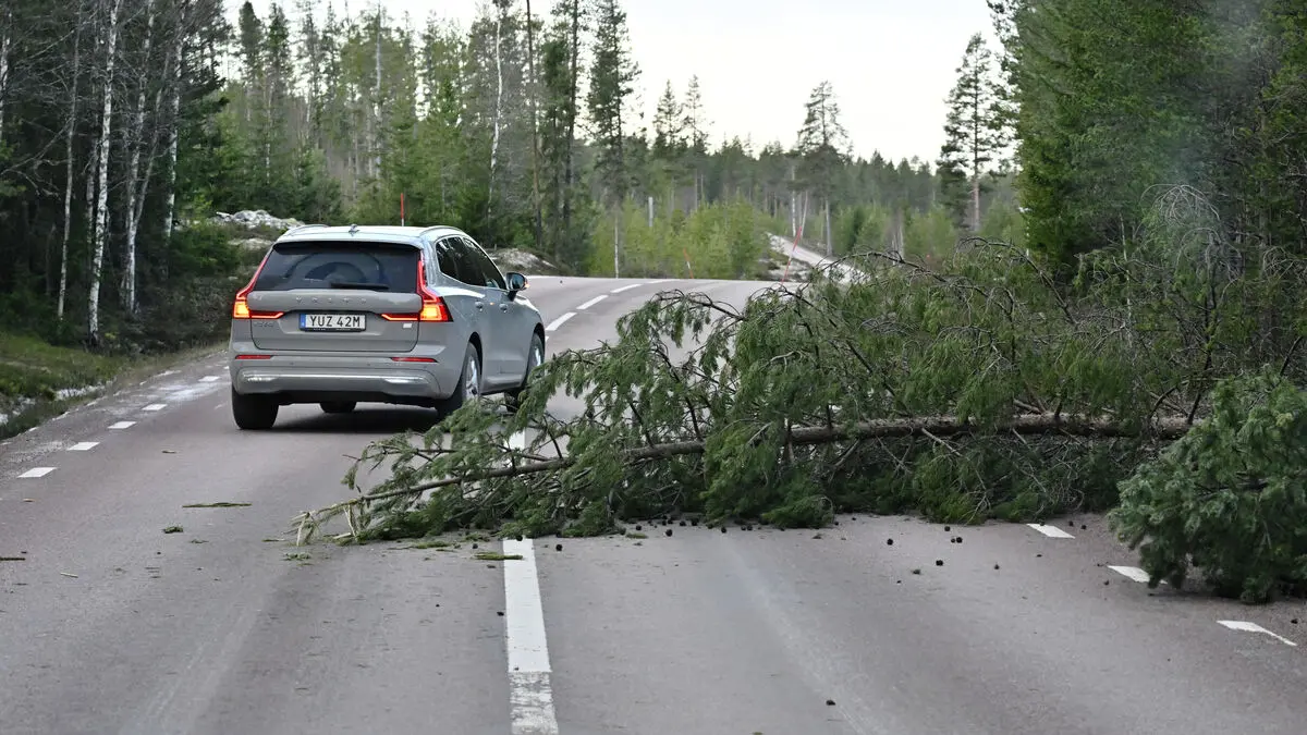 Billions of kronor may have been lost by forest owners after Storm Johannes