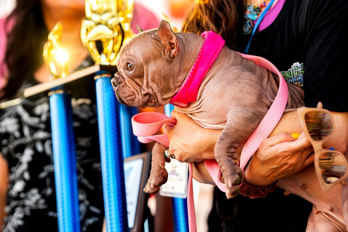 Petunia Crowned World's Ugliest Dog in California Competition