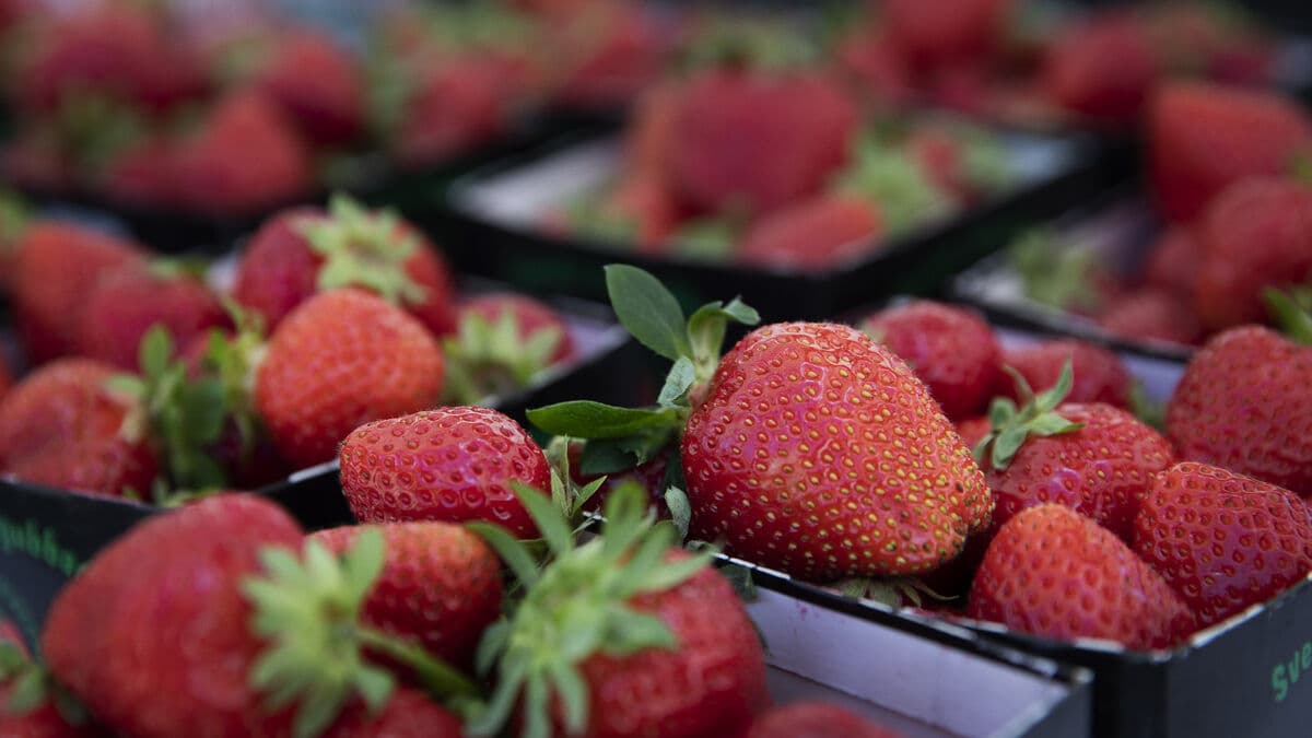Endocrine disruptors found in many strawberries