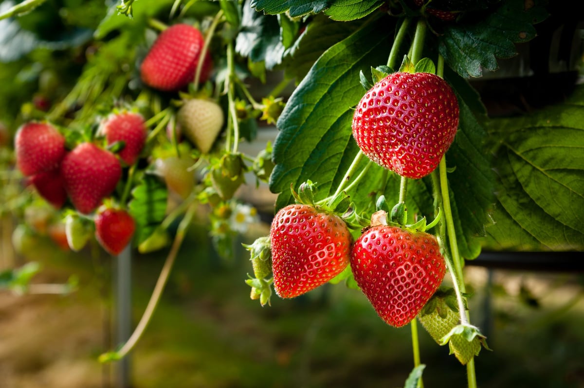 Strawberries will be extra expensive for Midsummer celebrations