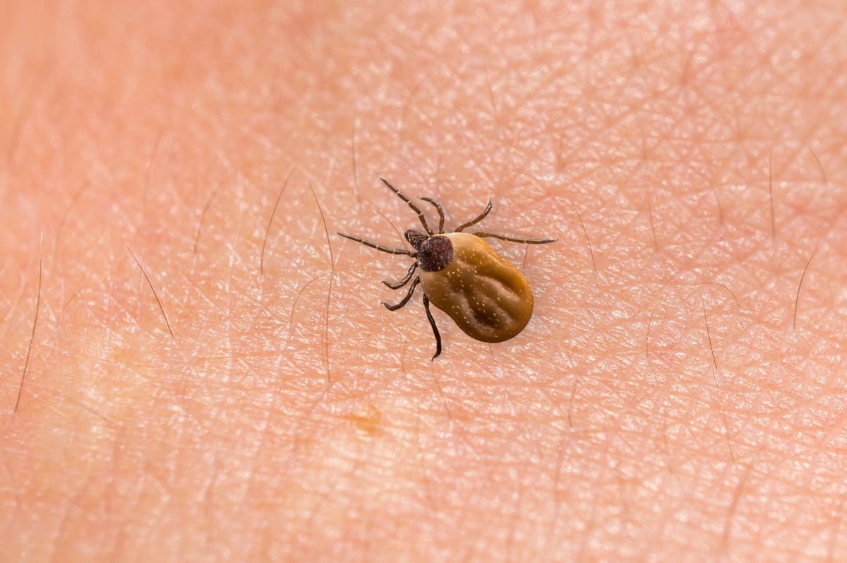 8 Myths about Ticks