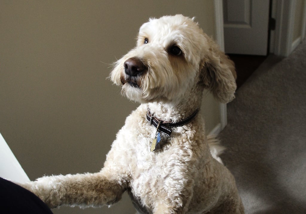 Crossbreeds are not healthier – or sicker