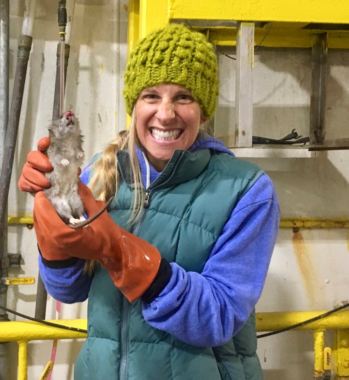 Hunting for a rat – that may not exist