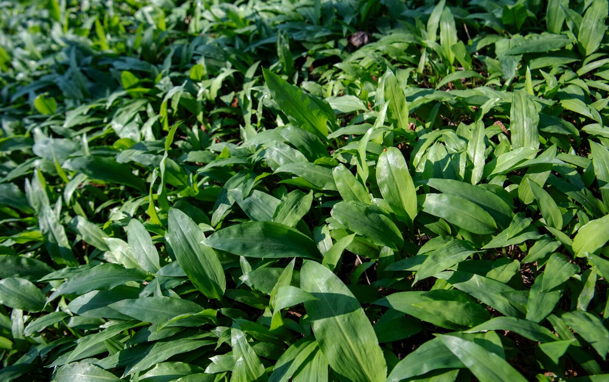 Five poisoned by tainted pesto – being treated with respirators