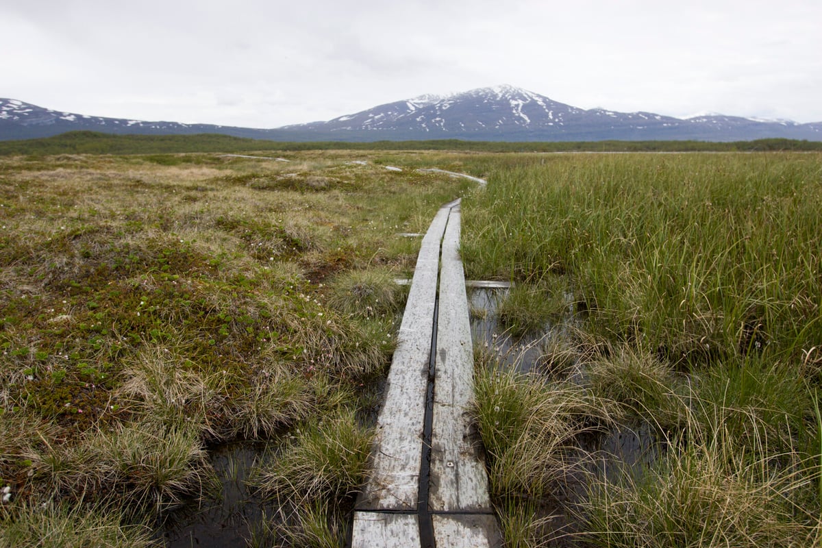 Hard for Sweden to protect nature on land