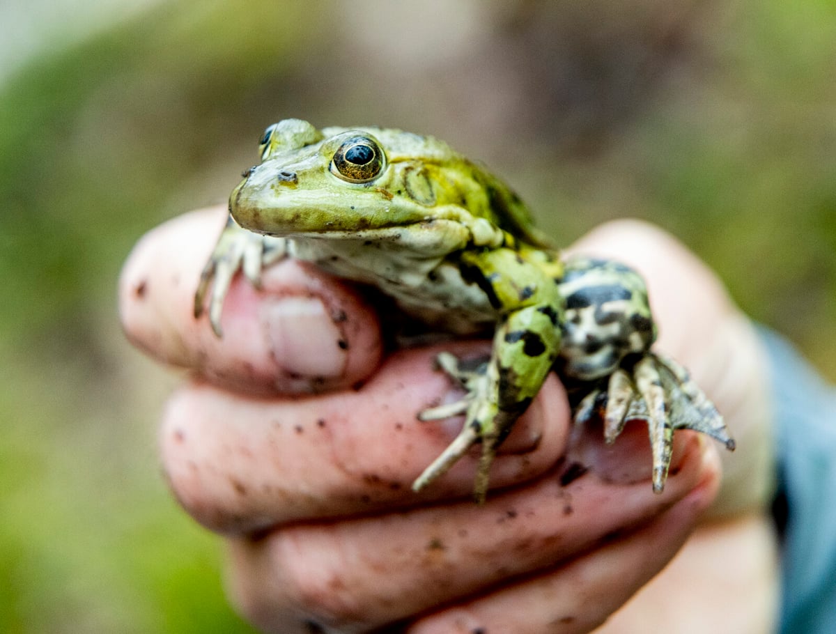 How you save frogs – in your garden