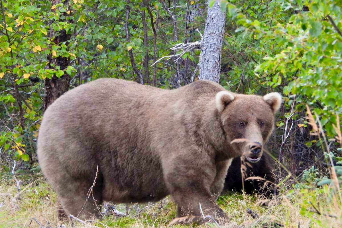 Fat Bear Week: Not Just Fat Bears in Alaska