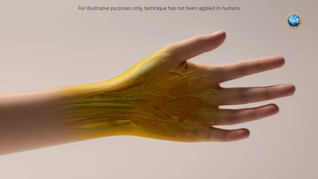The discovery that makes skin transparent