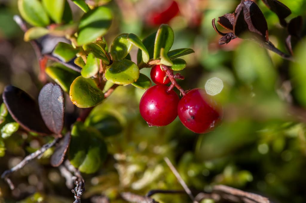 MSB's advice in crisis: Find food in nature