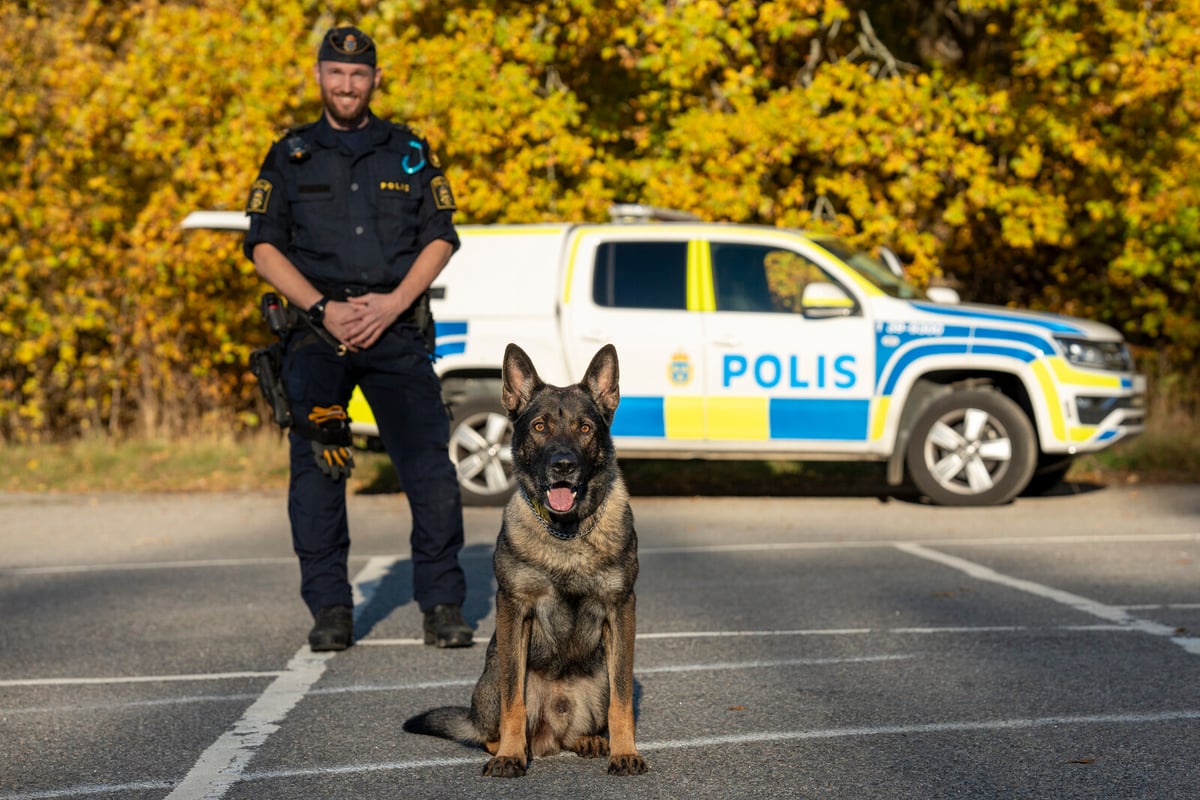 Hank is the Police Dog of the Year