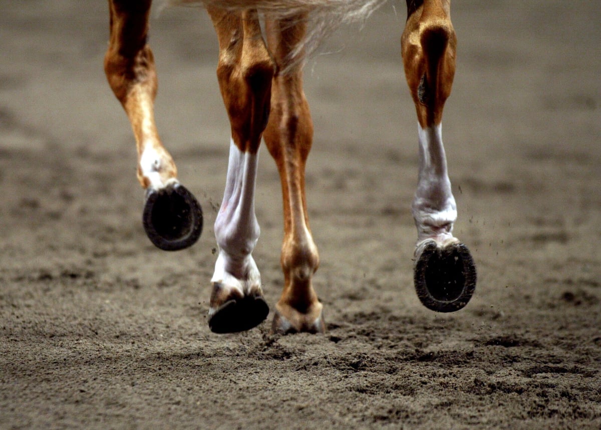 The Suspicion: Horse Shot in the Hip