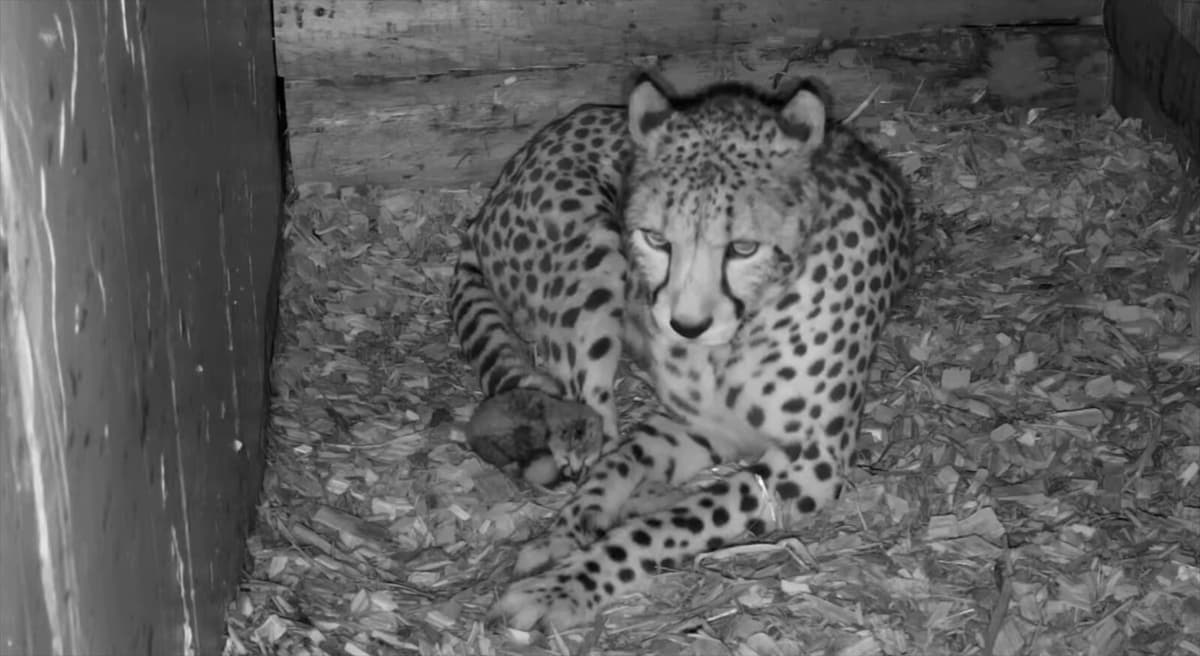 Norwegian Baby Joy: Cheetahs Born in Live Broadcast