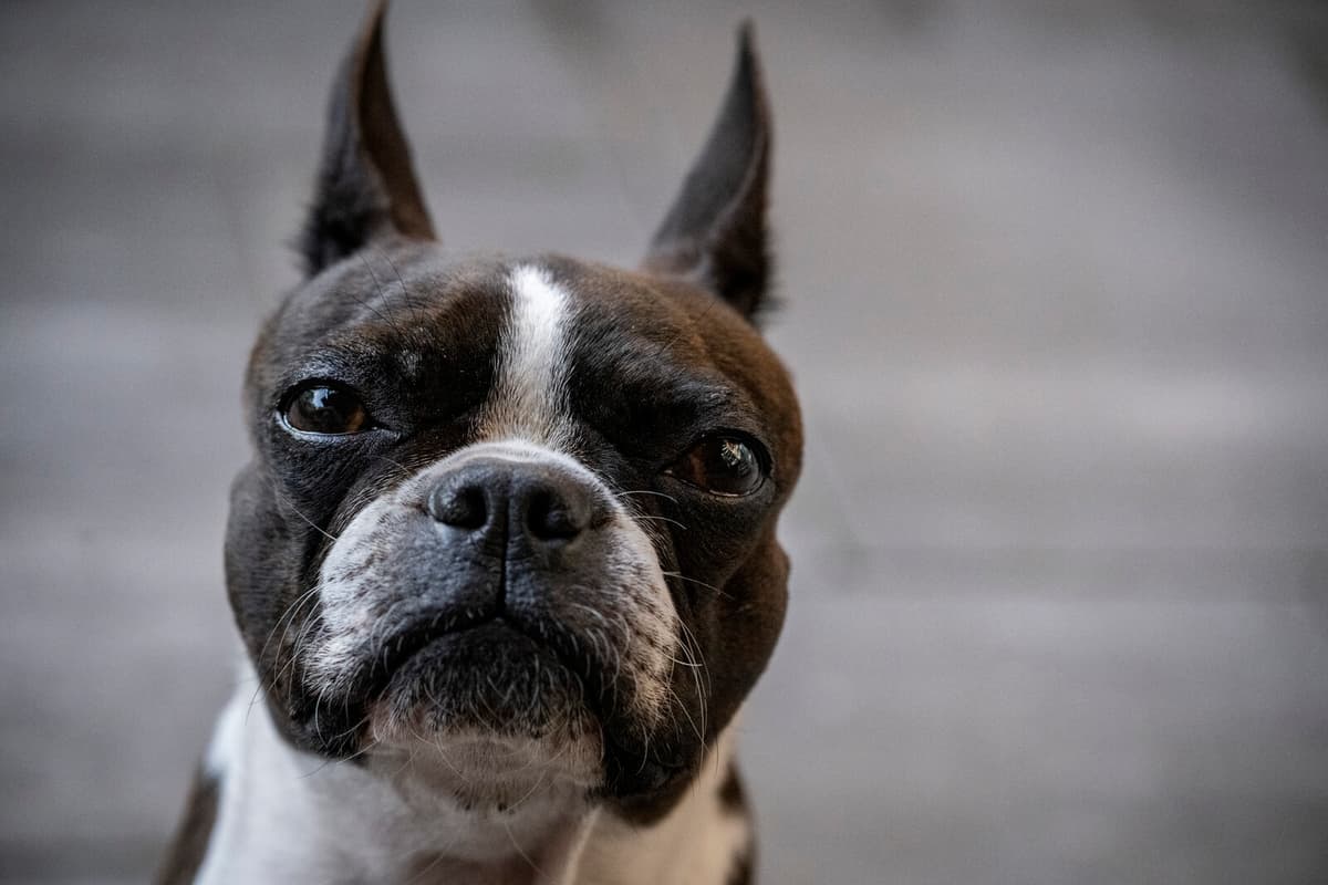 Let the dogs pee on the balcony – risk being evicted