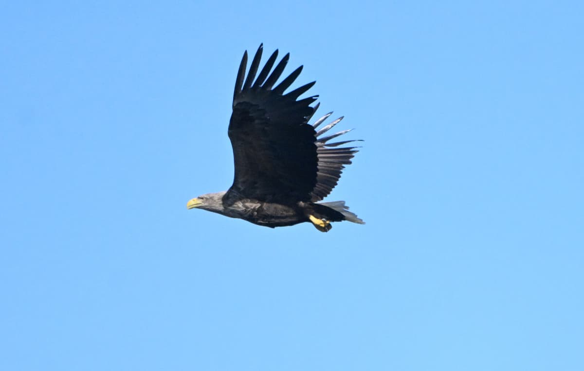 Drama when exotic brown booby visited Öland