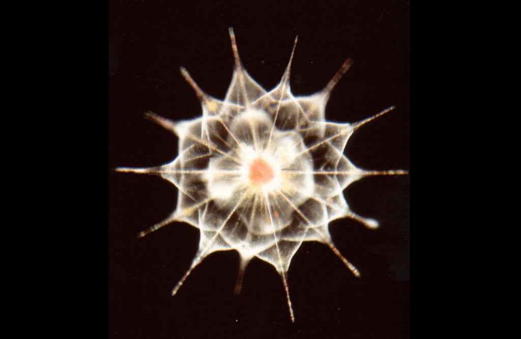The ancestor of all life on Earth lived