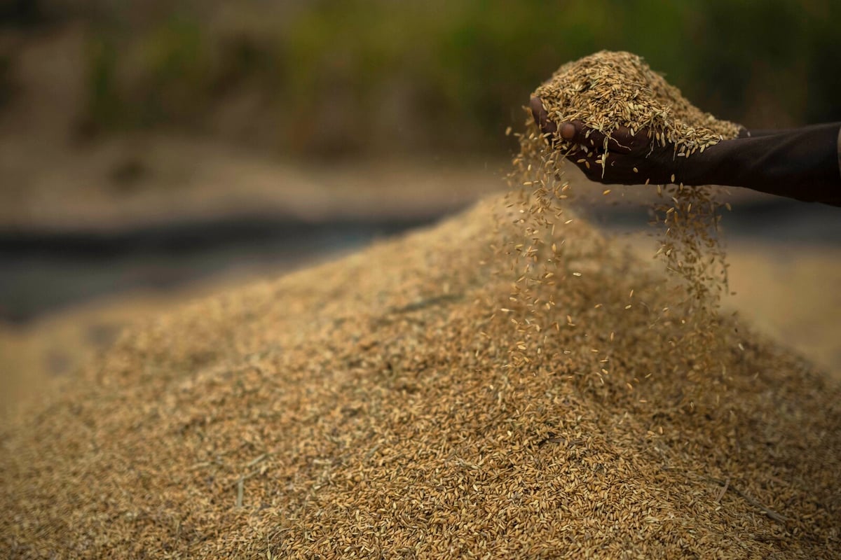 Indian decision can lead to lower rice prices