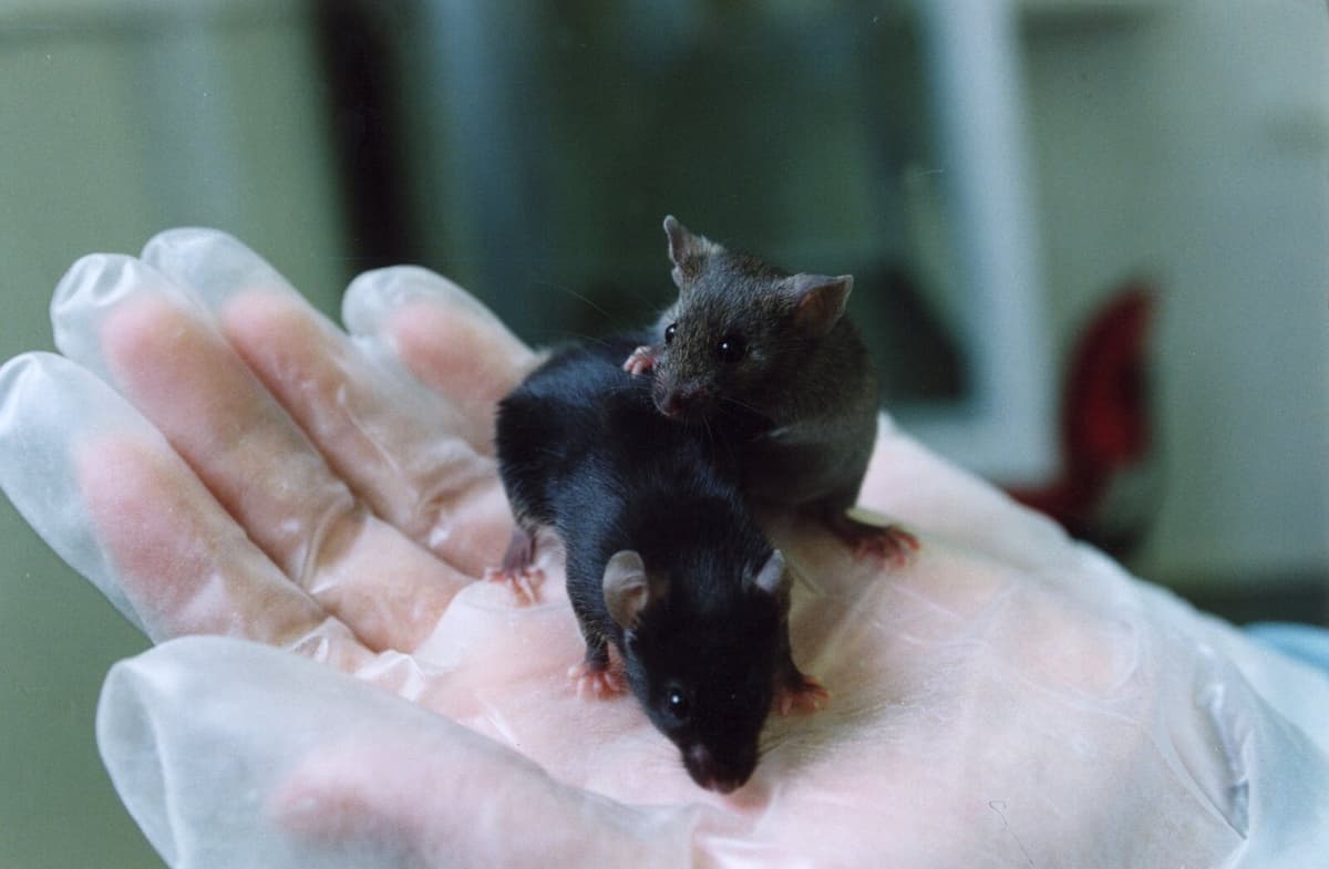 Peacekeeping mediators among quarrelsome male mice