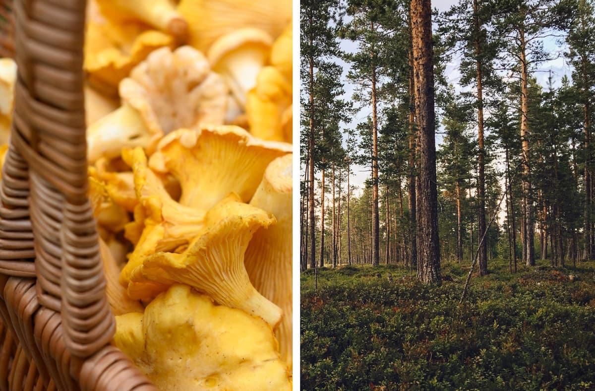 Mushrooms to pick in autumn Sweden