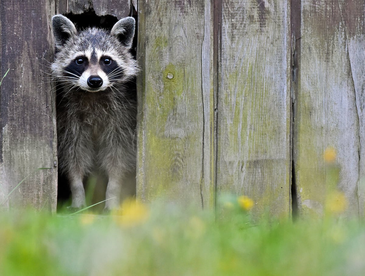 Called 911 – stalked by 100 raccoons