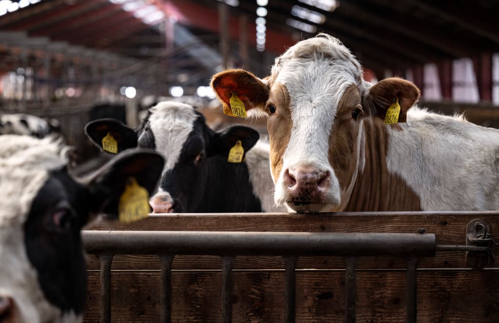 Major Fire at Dairy Farm – 200 Cows Dead