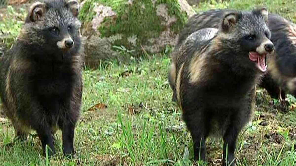 Study: These animals may have started the pandemic