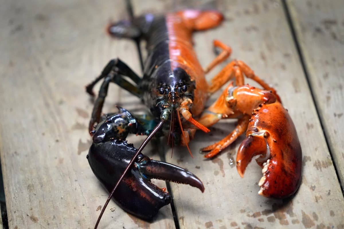 After Seven Years – Lobster Conflict Over