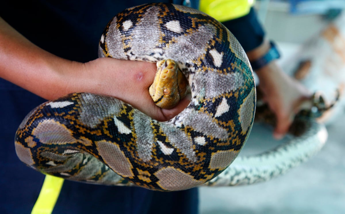 Attacked by giant snake in her kitchen - for two hours