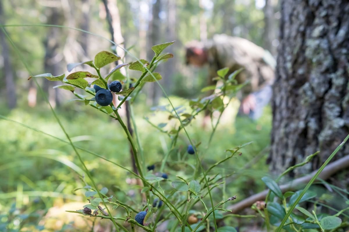 Last chance: pick your berries now