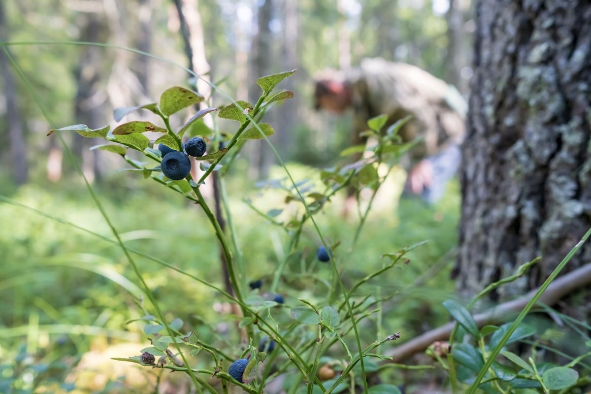 Last chance: pick your berries now