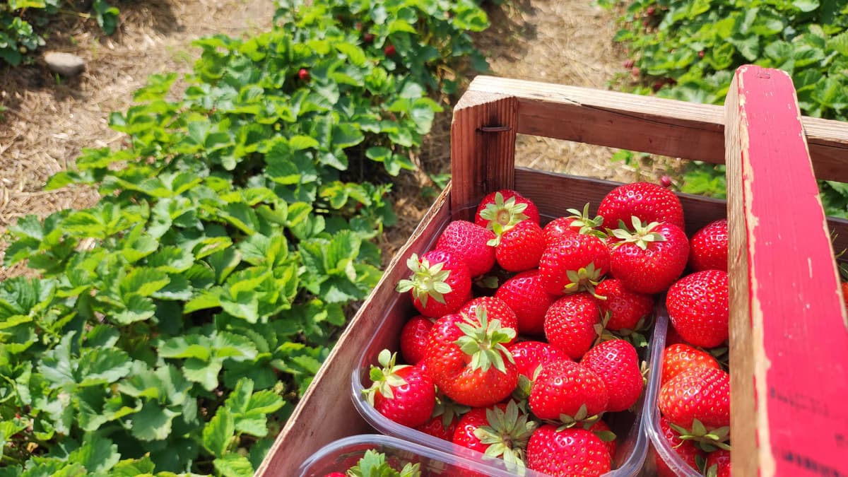 Pick-your-own Swedish strawberries