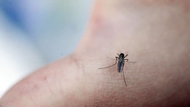 Scientists ask the public to send in mosquitoes for research in Sweden ...