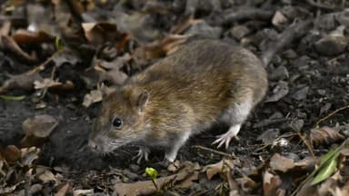 384 Rats A million rats were caught - here's how to get rid of them | Sweden Herald