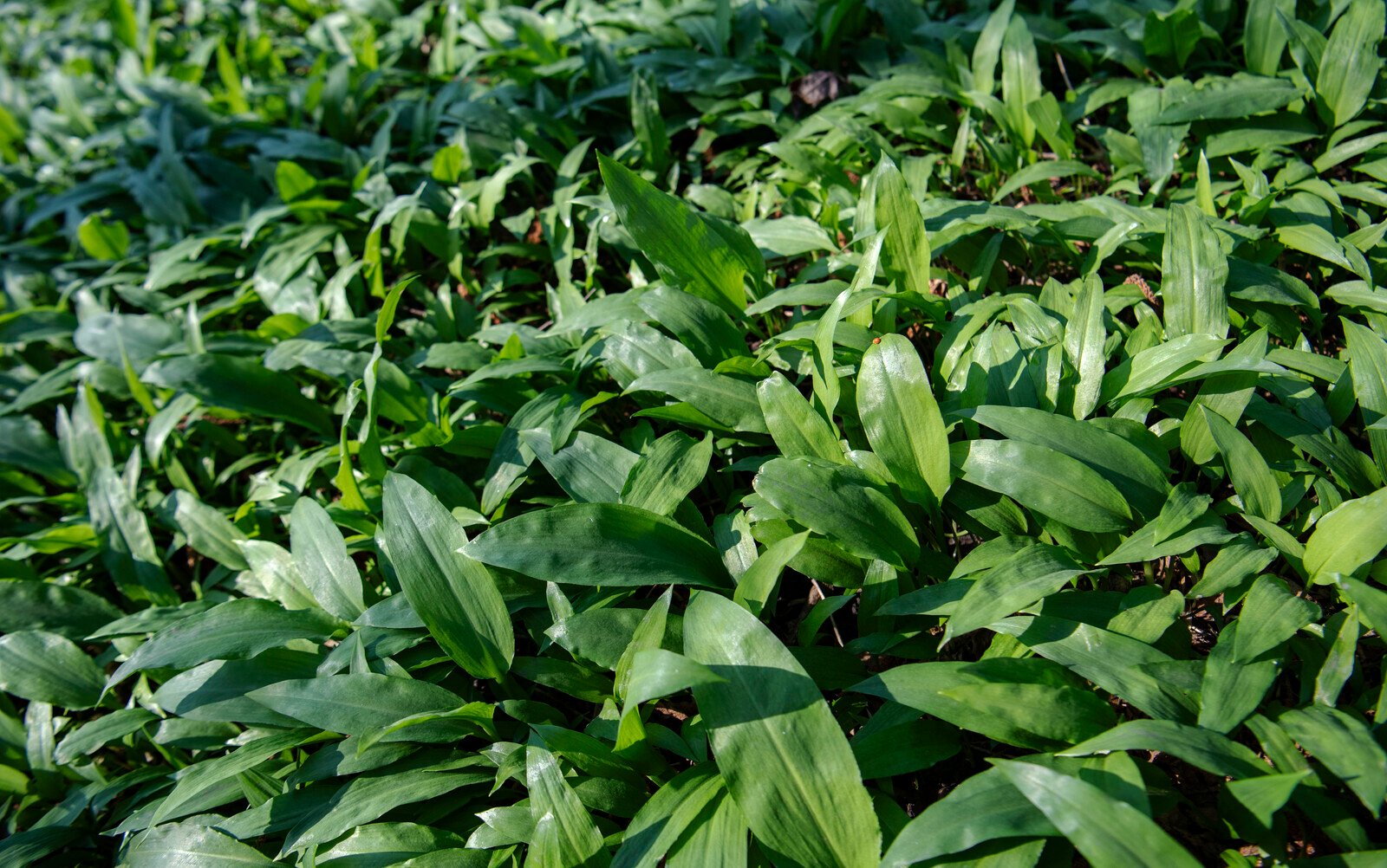 Five poisoned by tainted pesto – being treated with respirators