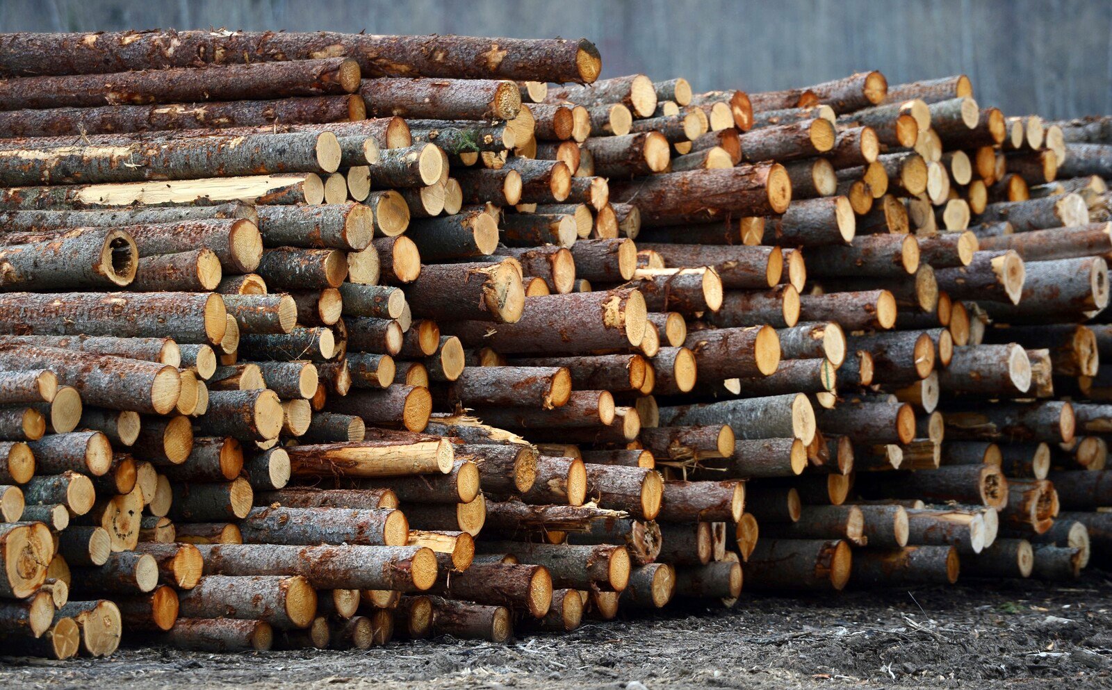 Trump considers tariffs on lumber
