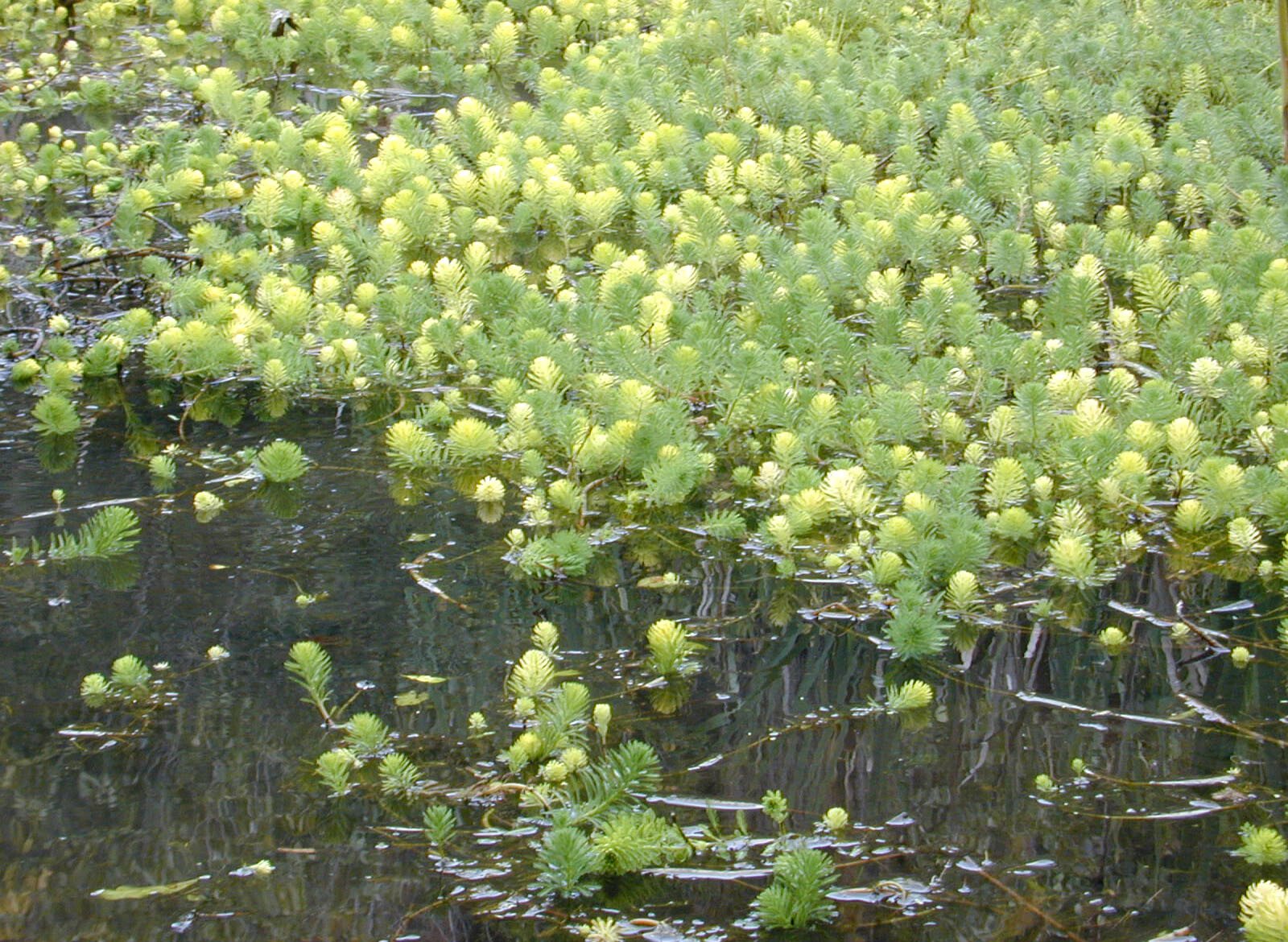 Invasive species found - prohibited