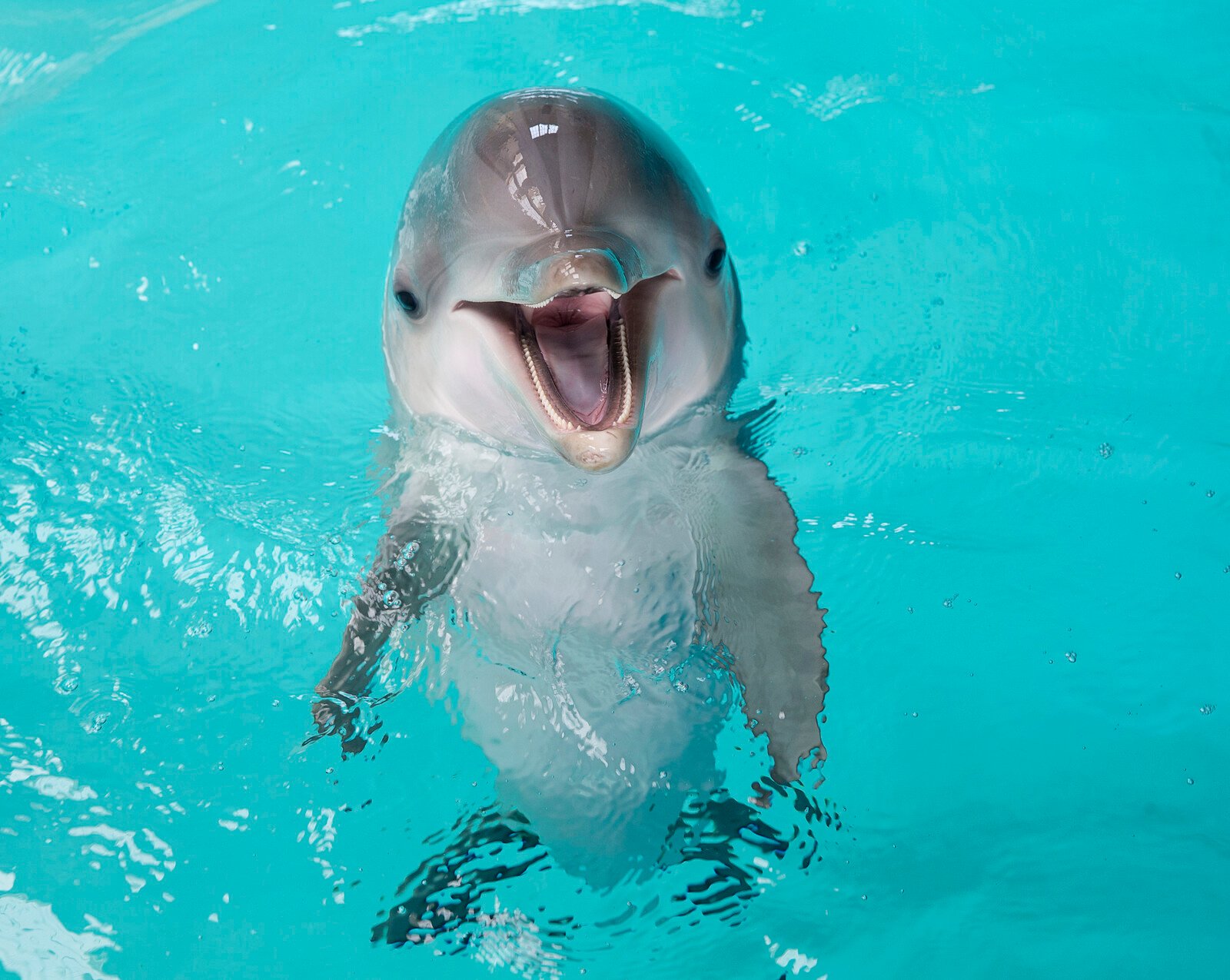 No Other Dolphins Ill After Pärla's Death at Kolmården