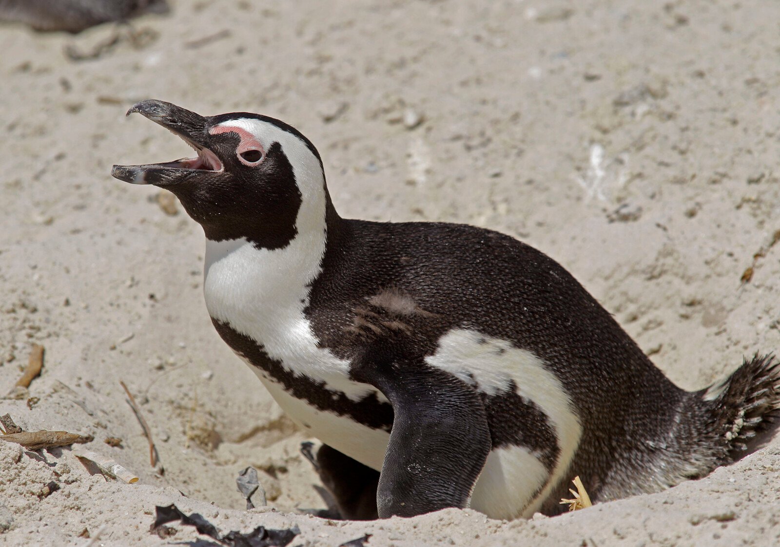 Penguin Incident Causes Helicopter Crash