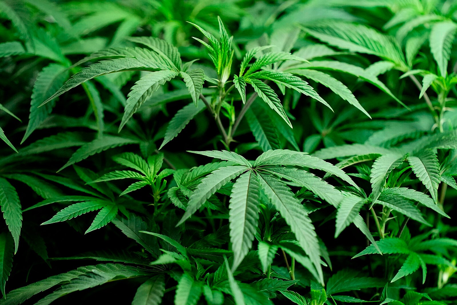 Cannabis Farm Near Helsingborg Busted